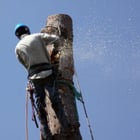 Tree Removal Service Image